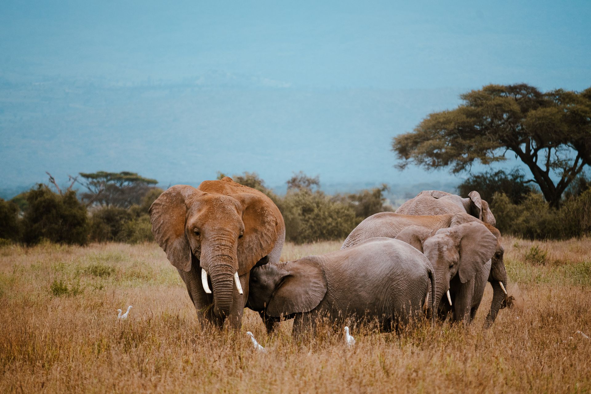 Elephant