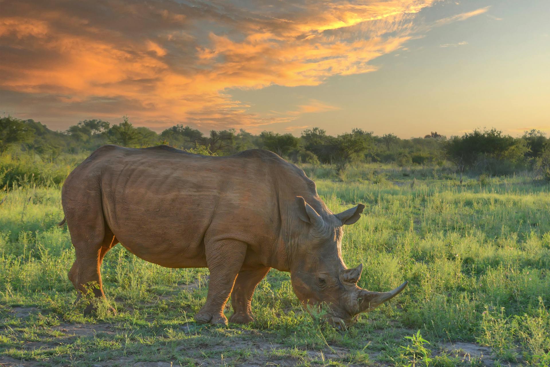 Rhino