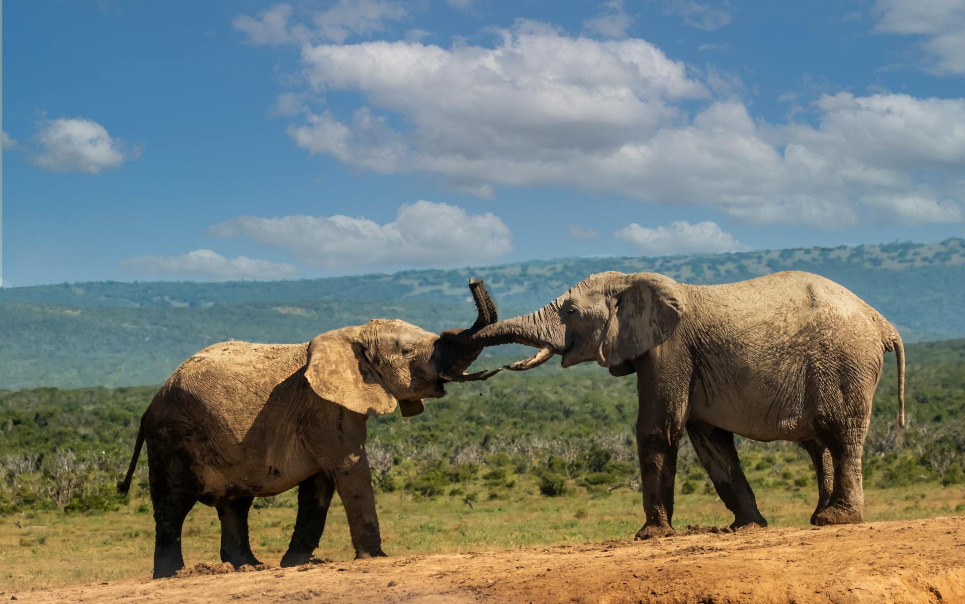Safari Experiences