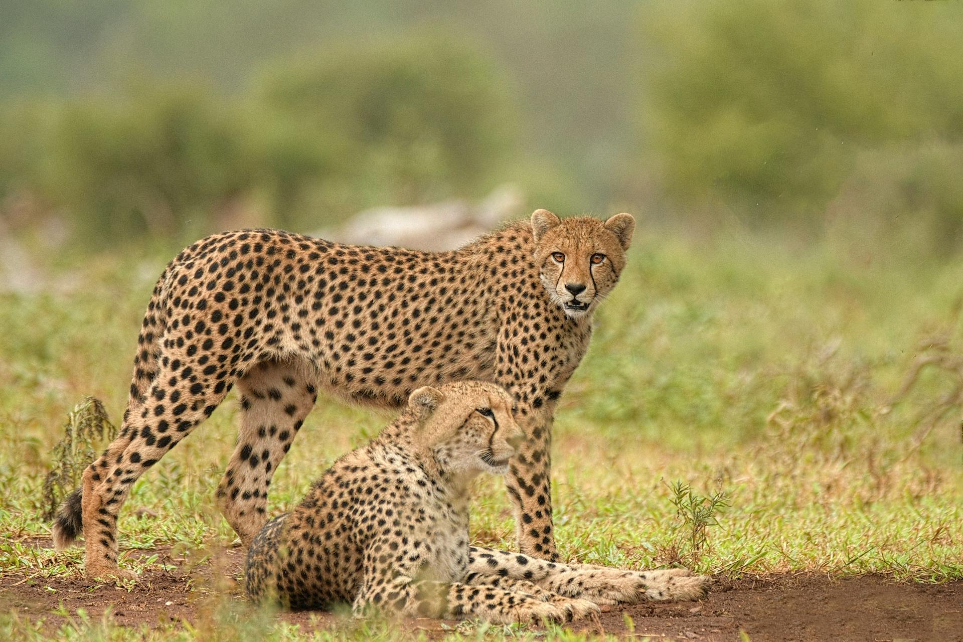 Cheetah